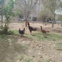 خروس لاری اصل