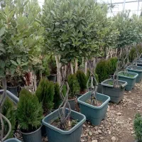 طراحی فضای سبر گل گیاه باغچه ای و روف گاردن باغبان