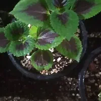 سم پاشی|خدمات باغبانی و درختکاری|قوچان, |دیوار