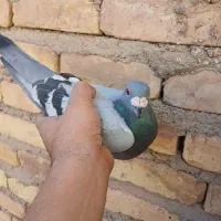 نر کیلومتری