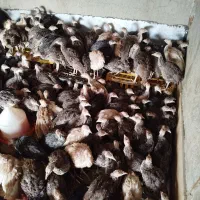 نیمچه بوقلمون محلی برنز و بوربون