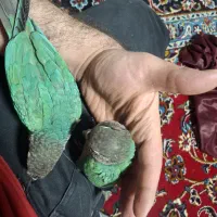 طوطی گرینچینگ ۲ ماهه