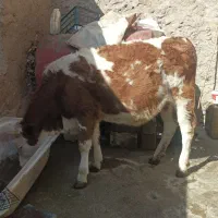 گوساله ماده|حیوانات مزرعه|مریوان, |دیوار