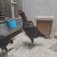 مرغ و خروس لاری