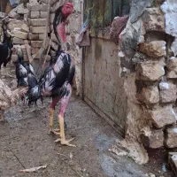 جوجه لاری اوشامو|حیوانات مزرعه|قم, قلعه کامکار|دیوار
