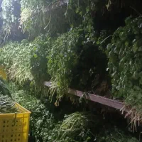 نیروی کار