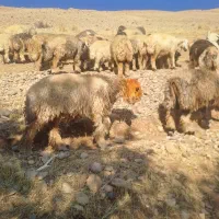 کوه ماده بختیاری|حیوانات مزرعه|اردل, |دیوار