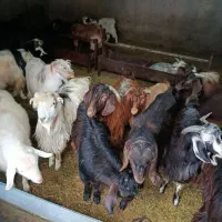 بزغاله|حیوانات مزرعه|کنگاور, |دیوار