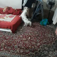 فروش یک قلاده سگ