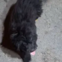 شیتزو مشکی گمشده