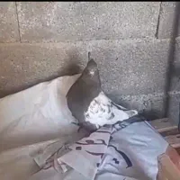 کبوتر، کفتر، پرنده