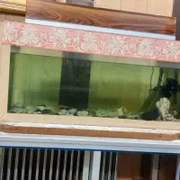 اکواریوم سالم با وسایل