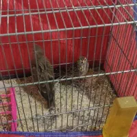 کبوتر عروس هلندی مینا