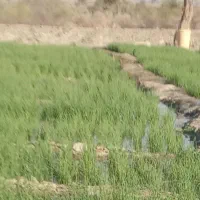 نشاپیاز|گل و گیاه طبیعی|میناب, |دیوار