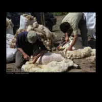 اکیپ با تجربه پ ش م ز ن ی