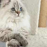 گربه بریتیش هایلند