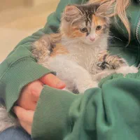 گربه پرشین DSH شناسنامه دار
