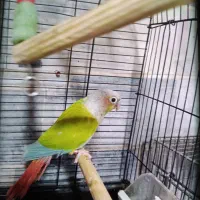 طوطی گرینچیک امریکن دایلوت