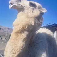 کره شتر داشتی درجه یک