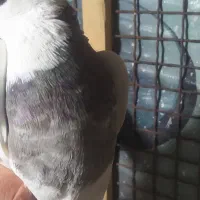 طوق شازده|پرنده|شیراز, شهرک گلستان|دیوار