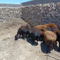 میش و قوچ کاور بره