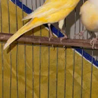 قناری جفت دم تخم