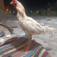 خروس لاری سفید