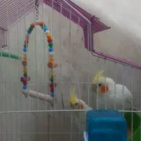 عروس هلندی جفت