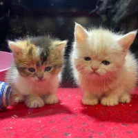 گربه بیریتیش