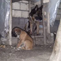 واگذاری ژرمن شپرد