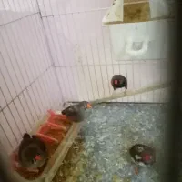 فنج|پرنده|مشهد, مصلی (کارمندان اول)|دیوار