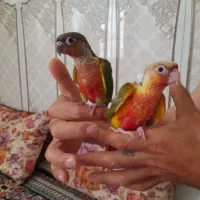 گرینچیک سوپردبل فول قرمزدانه۶۵۰۰
