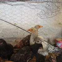 جوجه خروس|حیوانات مزرعه|شیراز, نصرآباد|دیوار