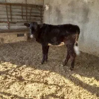 شهریار،اوحیدیه،چندراس گوساله ماده کشتاری