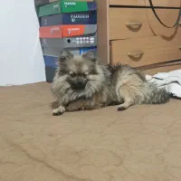 سگ پامرانین روباهی زیبا|سگ|آمل, |دیوار