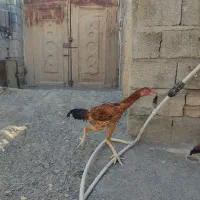 خروس لاری اصیل جوان|حیوانات مزرعه|سراوان, |دیوار