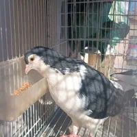 چپ سیاه وامری سیاه ماده|پرنده|بردسکن, |دیوار