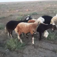 سه راس بره توقلی داشتی