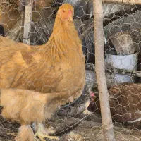 فروش تخم مرغ پریما و گلین