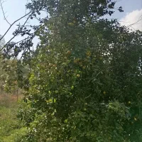 پرتقال محلی|خوردنی و آشامیدنی|رشت, پارک شهر|دیوار