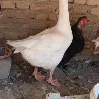 قوقاز نر