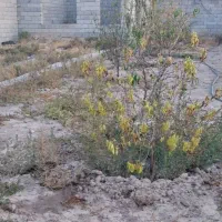 فروش باغ لاهیجان خسروشاه|فروش خانه و ویلا|خسروشاه, |دیوار