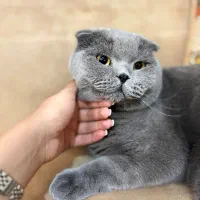 گربه اسکاتیش