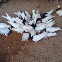 تعدادی کبوتر طوقی  بفروش میرسد