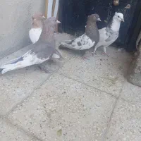 سینه ،طوقی|پرنده|شیراز, جوادیه|دیوار