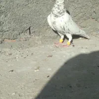 کبوتر پرشی|پرنده|شیروان (خراسان), |دیوار