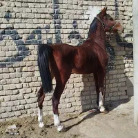 اسب نریان سواری دار