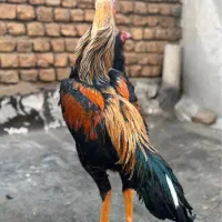 خروس لاری