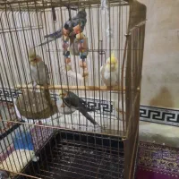 عروس هلندی مولد