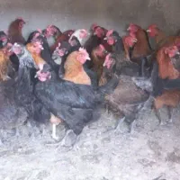 مرغ بومی تخم گذار|پرنده|رودشت (اصفهان), |دیوار